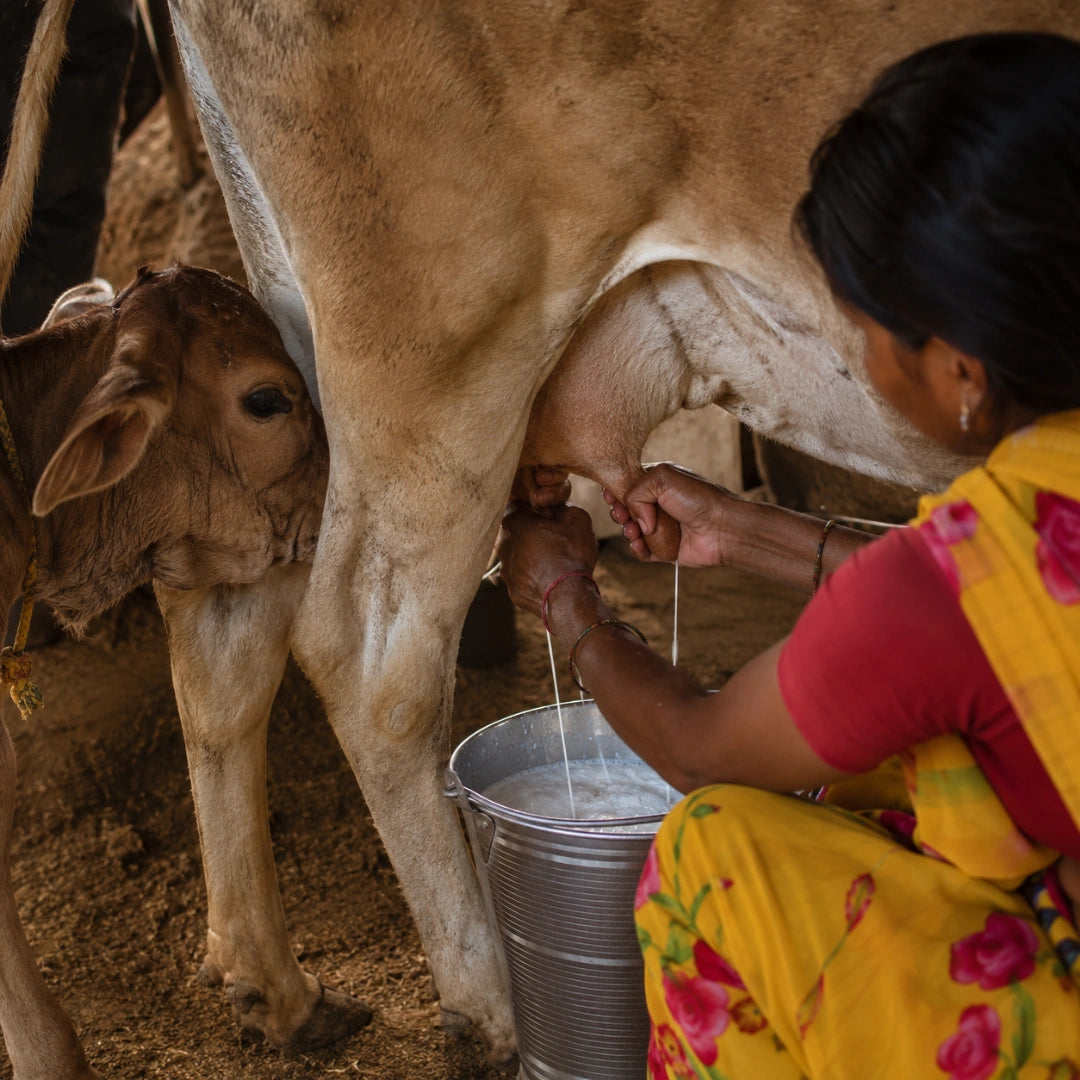 Fresh milk